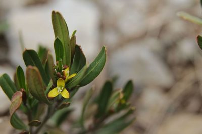 Cneorum tricoccon, photographed by Olivier Argagnon