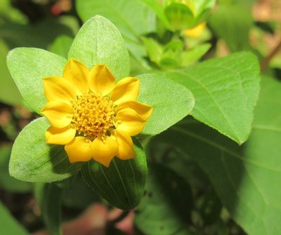 Smallanthus siegesbeckius, photographed by Kahio Tiberio Mazon