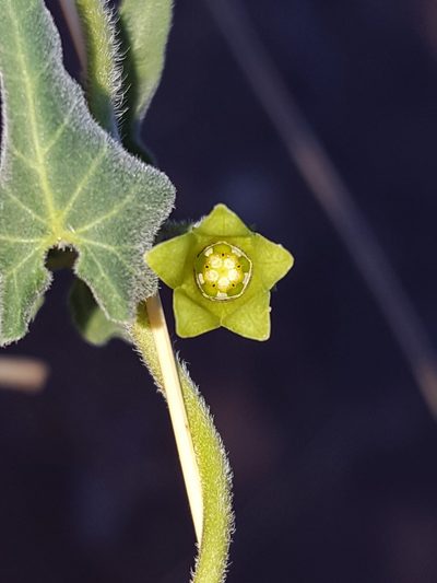 Chthamalia producta, photographed by Alex Abair