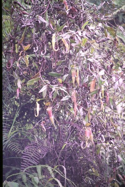Nepenthes sanguinea, photographed by Simon Tonge