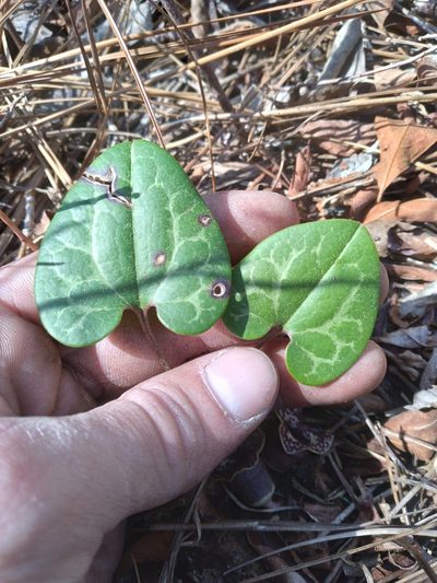 Asarum sorriei, photographed by Scott Ward