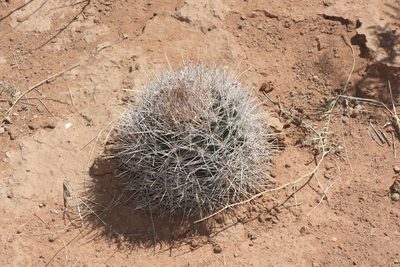 Coryphantha robustispina, photographed by Andrew Meeds