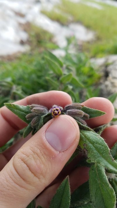Podonosma orientalis, photographed by Mitch Van Dyke