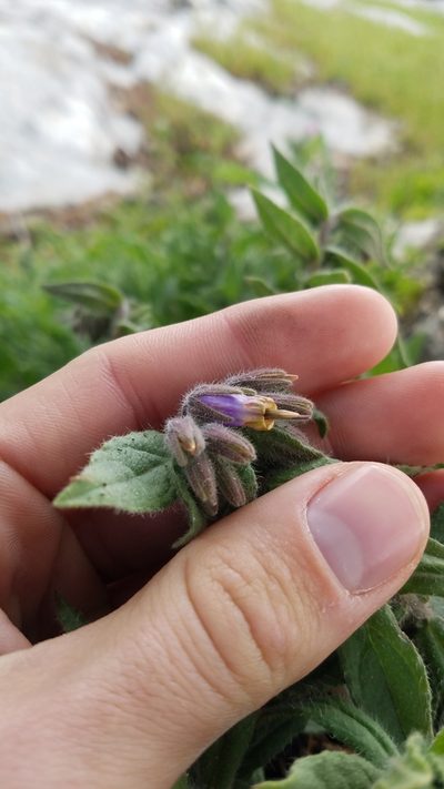Podonosma orientalis, photographed by Mitch Van Dyke