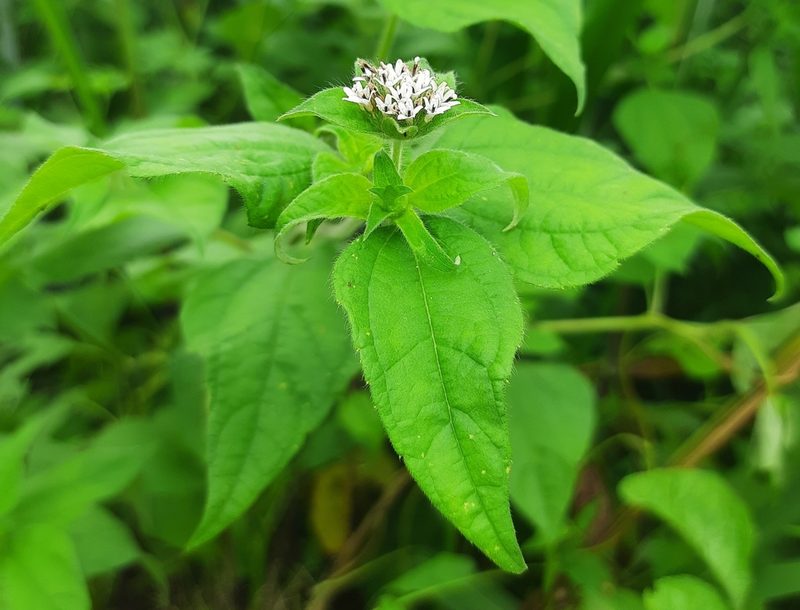 Lagascea mollis, photographed by Paulo Nogueira