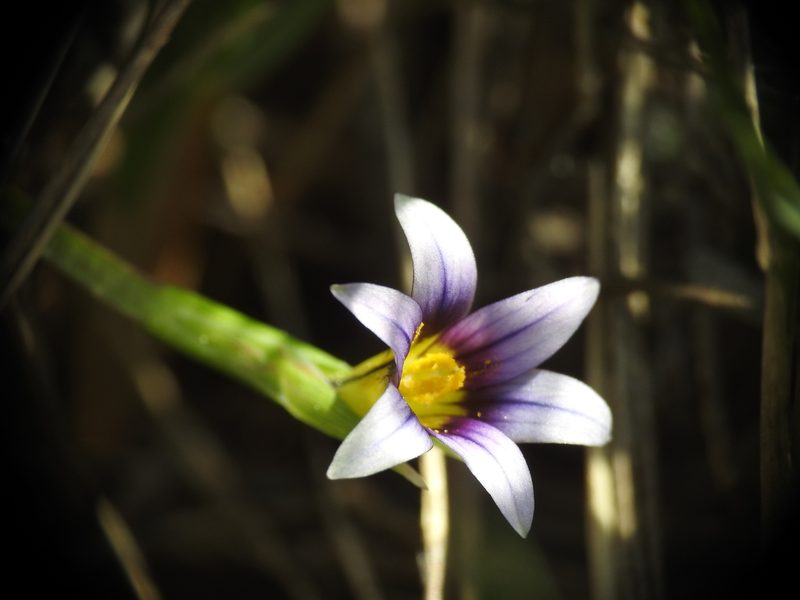 Romulea ramiflora, photographed by Yves Bas