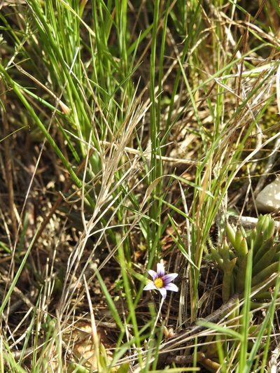 Romulea ramiflora, photographed by Yves Bas