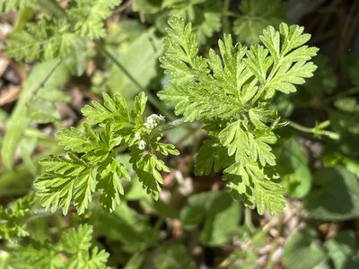 Chaerophyllum tainturieri, photographed by Becky Dill