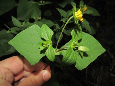 Smallanthus siegesbeckius, photographed by Kahio Tiberio Mazon
