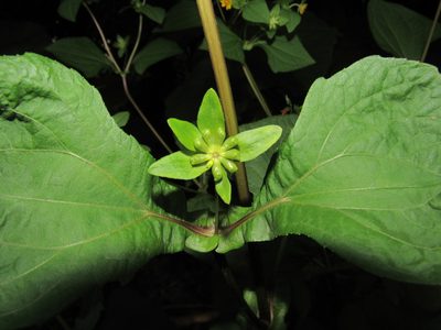 Smallanthus siegesbeckius, photographed by Kahio Tiberio Mazon