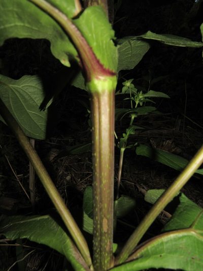 Smallanthus siegesbeckius, photographed by Kahio Tiberio Mazon