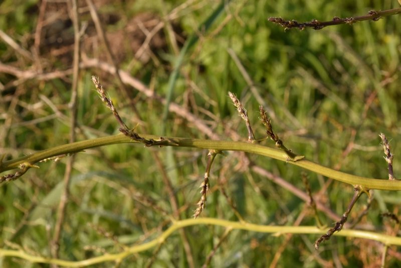 Asparagus aphyllus, photographed by Mitch Van Dyke
