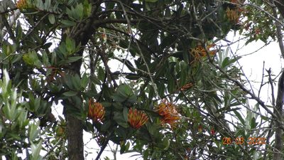 Tristerix longibracteatus, photographed by Ignacio Moreira-Corral
