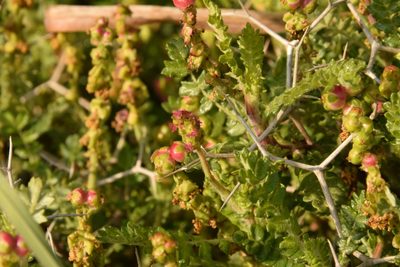 Sarcopoterium spinosum, photographed by Mitch Van Dyke