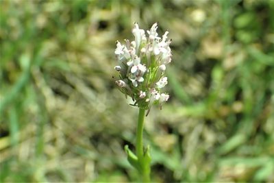 Valeriana ciliosa, photographed by Steve Woodward