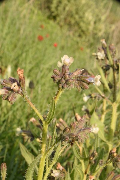 Anchusa strigosa, photographed by Mitch Van Dyke
