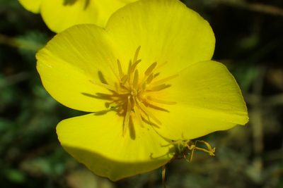 Eschscholzia lobbii, photographed by Steve Woodward