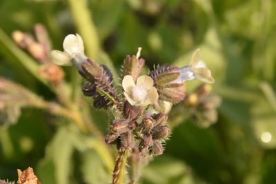 Anchusa strigosa, photographed by Mitch Van Dyke