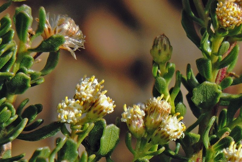 Baccharis neaei, photographed by Hugo Hulsberg