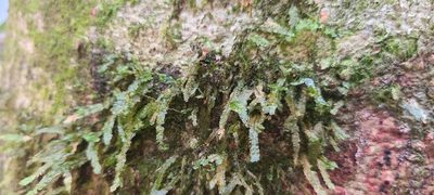 Neckeropsis disticha, photographed by ritirene