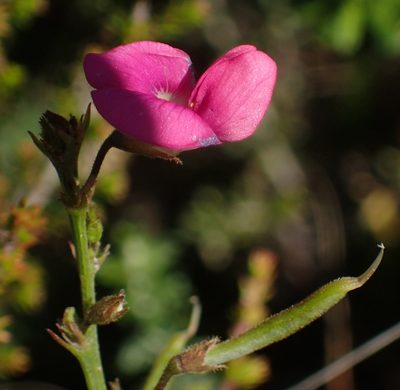 Tephrosia capensis, photographed by Nicola van Berkel