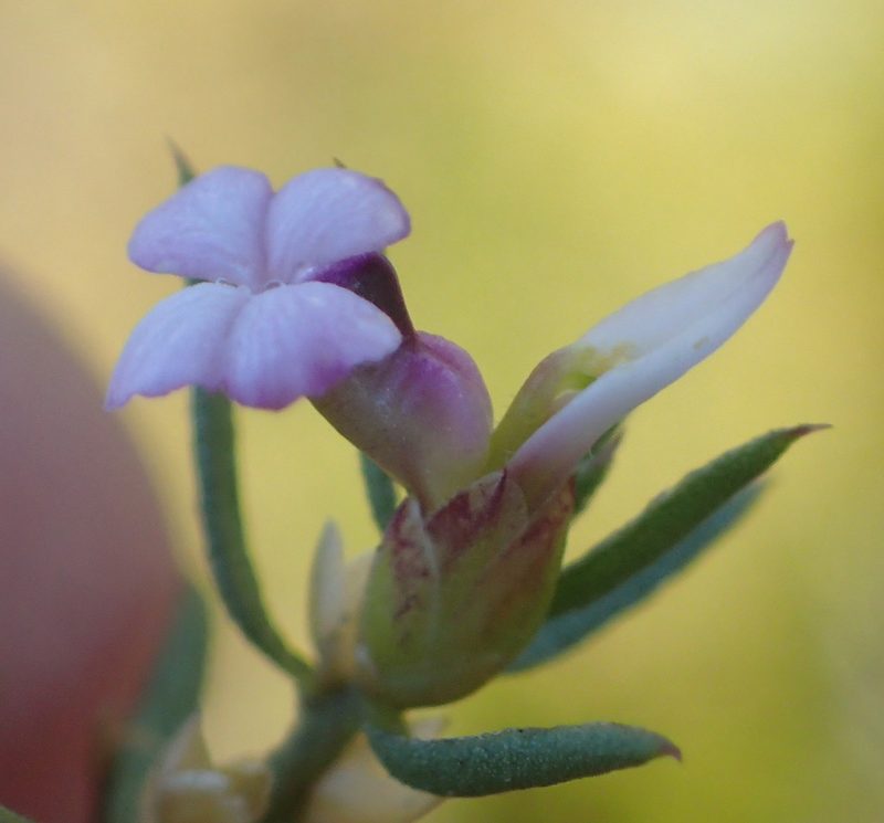 Muraltia knysnaensis, photographed by Nicola van Berkel