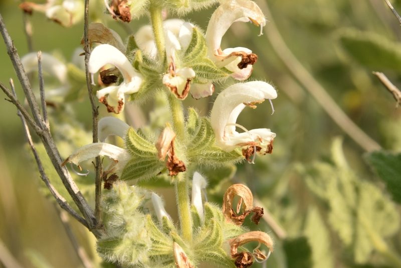 Salvia dominica, photographed by Mitch Van Dyke