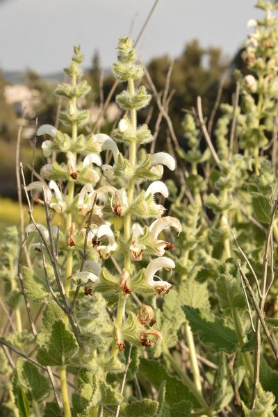 Salvia dominica, photographed by Mitch Van Dyke