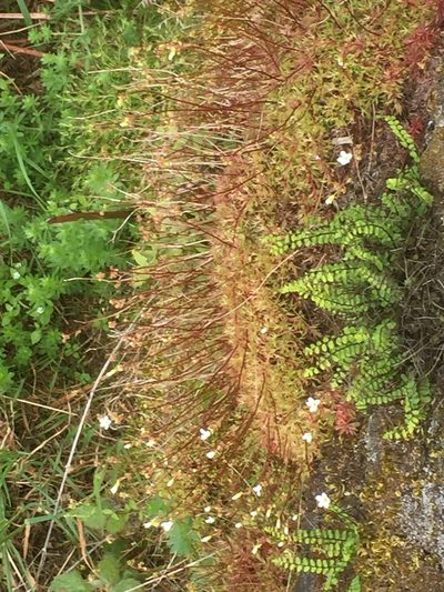 Saxifraga fragosoi, photographed by Andre Hosper
