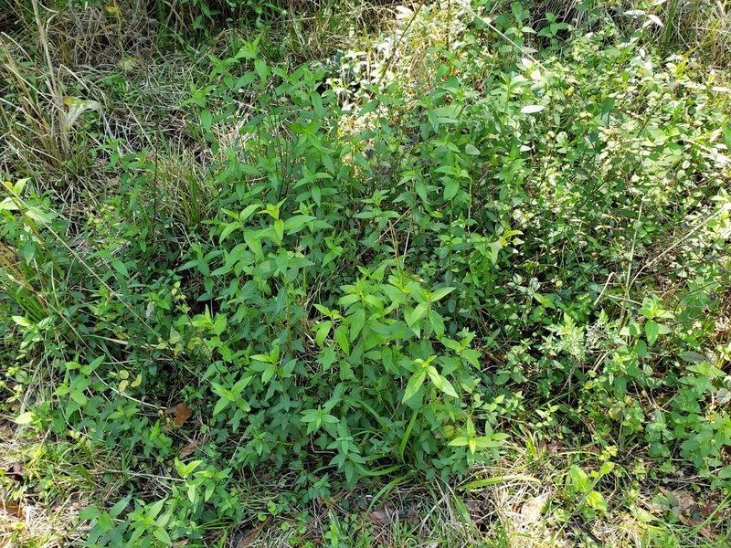 Pycnanthemum floridanum, photographed by Alex Abair