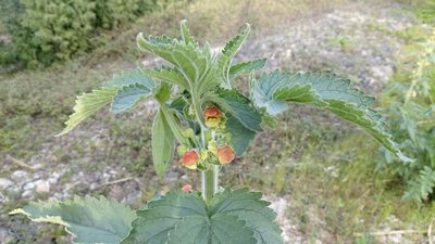 Scrophularia grandiflora, photographed by Elizabete Marchante