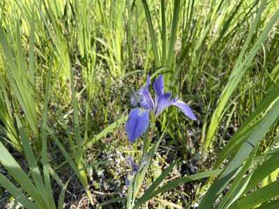 Iris savannarum, photographed by Darren Oh