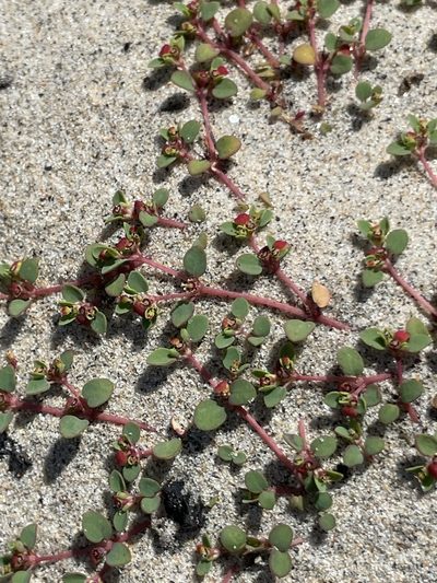 Euphorbia pondii, photographed by Sula Vanderplank
