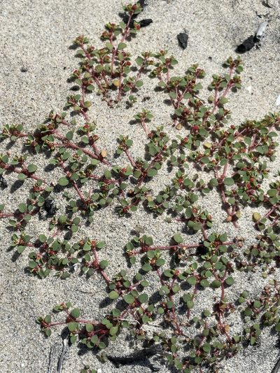 Euphorbia pondii, photographed by Sula Vanderplank