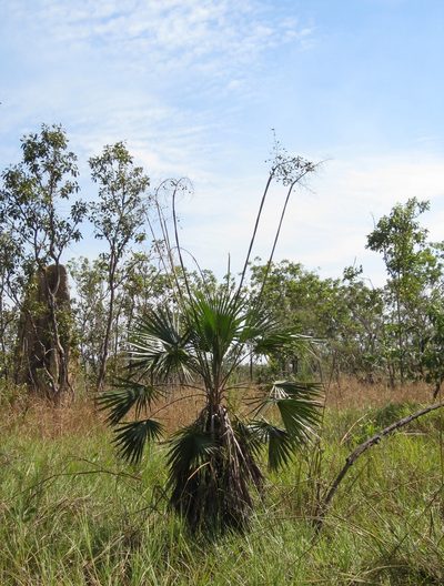 Livistona humilis, photographed by John Brew