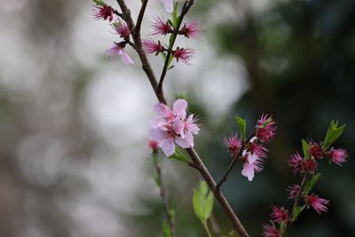 Prunus persica, photographed by Kathy Richardson