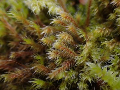 Pseudobraunia californica, photographed by Randal