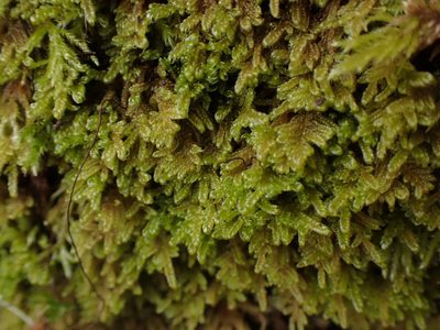 Stereodon subimponens, photographed by Randal