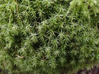 Timmia austriaca, photographed by Randal