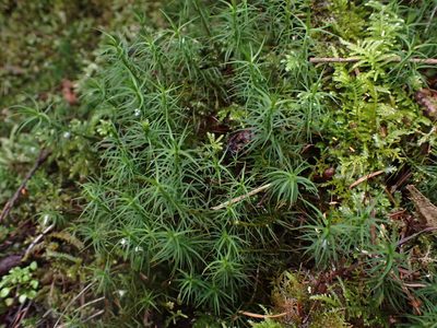 Polytrichastrum alpinum, photographed by Randal