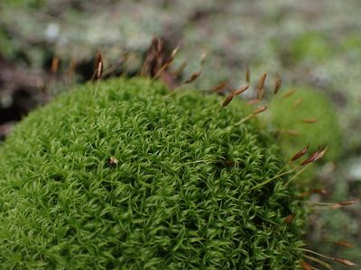 Dicranoweisia cirrata, photographed by Randal