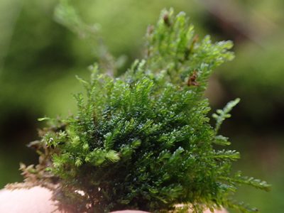 Bryolawtonia vancouveriensis, photographed by Randal