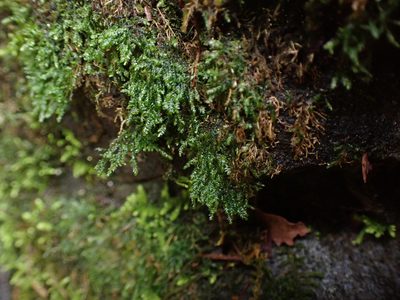 Bryolawtonia vancouveriensis, photographed by Randal