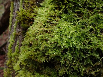 Homalothecium fulgescens, photographed by Randal