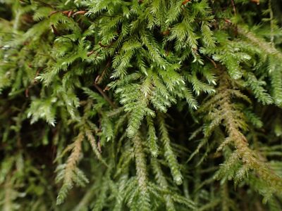 Metaneckera menziesii, photographed by Randal