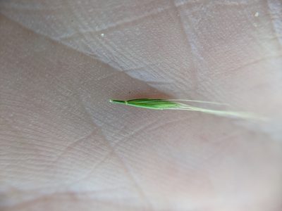 Festuca sciurea, photographed by Cleveland Powell