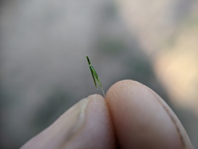Festuca sciurea, photographed by Cleveland Powell