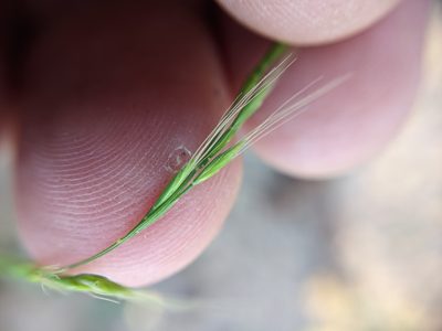 Festuca sciurea, photographed by Cleveland Powell
