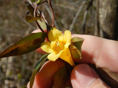 Gelsemium sempervirens, photographed by Ryan Watson