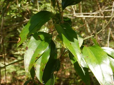 Smilax maritima, photographed by Ryan Watson